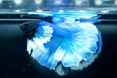 Light Blue Dumbo Halfmoon - Live Aquarium Male Betta Fish