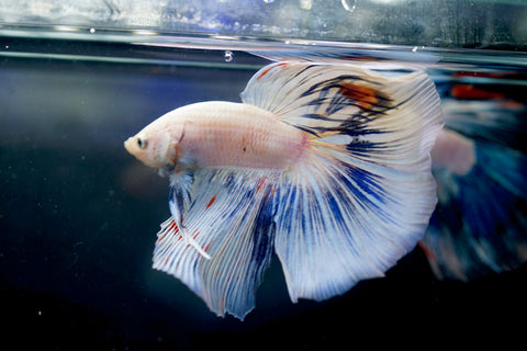White Marble Grizzle Over Halfmoon Big Fan Tail - High Quality Live Aquarium Male Betta Fish