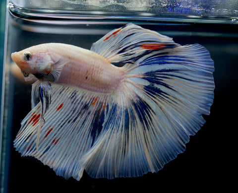 White Marble Grizzle Over Halfmoon Big Fan Tail - High Quality Live Aquarium Male Betta Fish