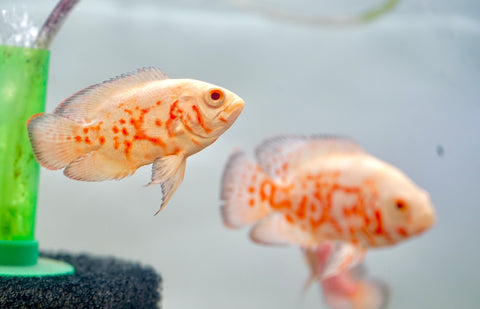 Albino Fire Red Tiger Oscar