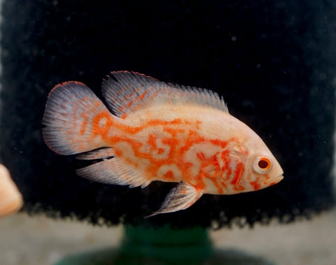 Albino Fire Red Tiger Oscar