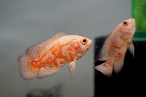 Albino Fire Red Tiger Oscar