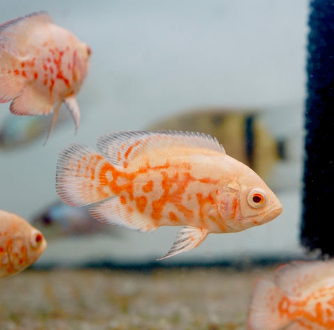 Albino Fire Red Tiger Oscar