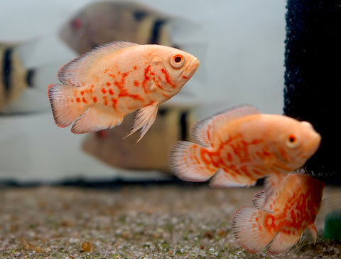 Albino Fire Red Tiger Oscar