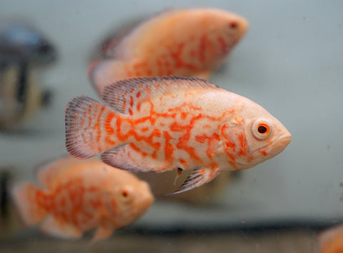 Albino Fire Red Tiger Oscar