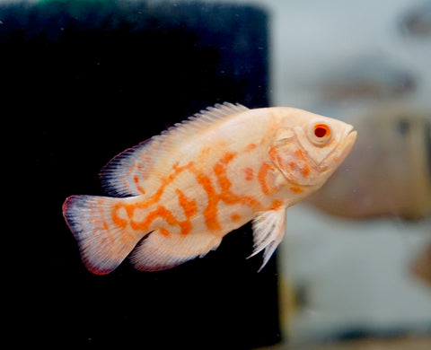 Albino Fire Red Tiger Oscar