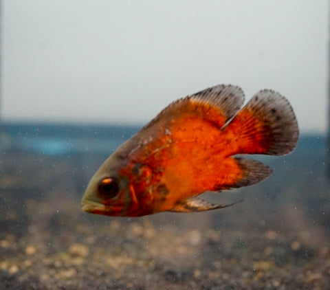 Chili Ruby Copper Tiger Oscar