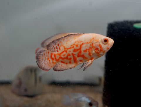 Albino Fire Red Tiger Oscar