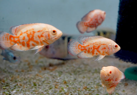 Albino Fire Red Tiger Oscar