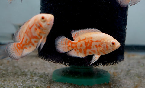 Albino Fire Red Tiger Oscar