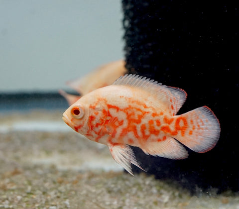 Albino Fire Red Tiger Oscar