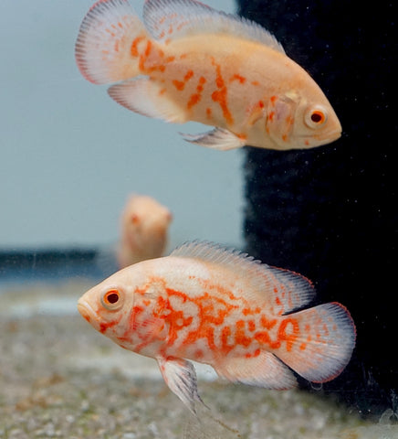 Albino Fire Red Tiger Oscar