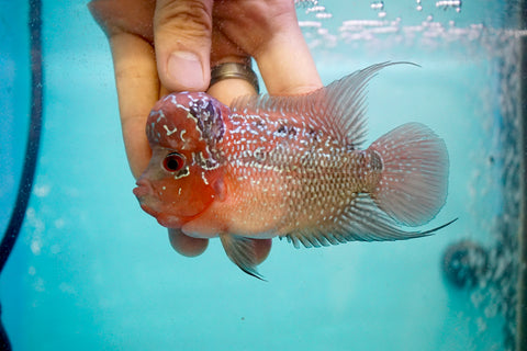 #5 (SRD) Size 3.5" Super Red Dragon Big Head Male Flowerhorn - Deep Red and Pearl
