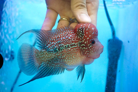 #4 (SRD) Size 3.5" Super Red Dragon Big Head Male Flowerhorn - Deep Red and Pearl