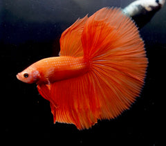 Rare "Orange" Color Over Halfmoon Big Fan Tail - High Quality Live Aquarium Male Betta Fish