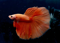 Rare "Orange" Color Over Halfmoon Big Fan Tail - High Quality Live Aquarium Male Betta Fish