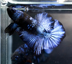 Breeding Pair Betta -  #1 Black Blue Avatar Galaxy - High Quality Live Aquarium Betta Fish