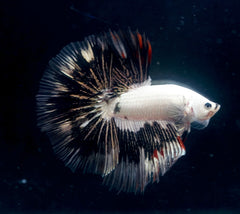 Rare White Marble Body Black Fancy Over Halfmoon Big Fan Tail - High Quality Live Aquarium Male Betta Fish