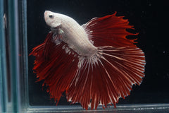 Red Tail Dragon Scale Fancy Over Halfmoon Big Fan Tail - High Quality Live Aquarium Male Betta Fish