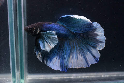 Blue Dumbo Big Elephant Ear Fancy Over Halfmoon Big Fan Tail - High Quality Live Aquarium Male Betta Fish