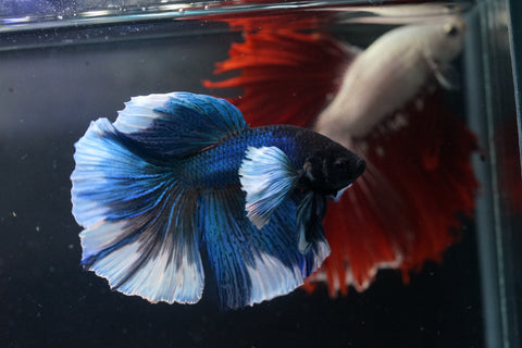 Blue Dumbo Big Elephant Ear Fancy Over Halfmoon Big Fan Tail - High Quality Live Aquarium Male Betta Fish