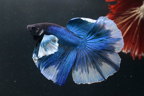 Blue Dumbo Big Elephant Ear Fancy Over Halfmoon Big Fan Tail - High Quality Live Aquarium Male Betta Fish