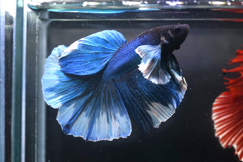 Blue Dumbo Big Elephant Ear Fancy Over Halfmoon Big Fan Tail - High Quality Live Aquarium Male Betta Fish