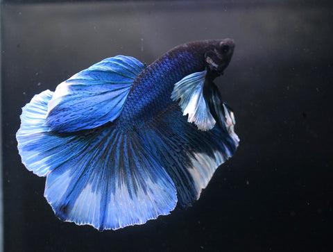 Blue Dumbo Big Elephant Ear Fancy Over Halfmoon Big Fan Tail - High Quality Live Aquarium Male Betta Fish