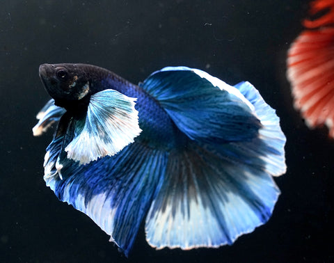 Blue Dumbo Big Elephant Ear Fancy Over Halfmoon Big Fan Tail - High Quality Live Aquarium Male Betta Fish