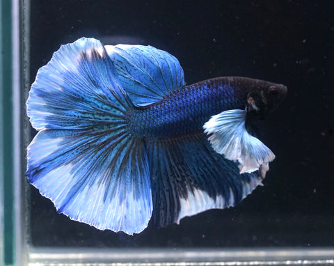 Blue Dumbo Big Elephant Ear Fancy Over Halfmoon Big Fan Tail - High Quality Live Aquarium Male Betta Fish