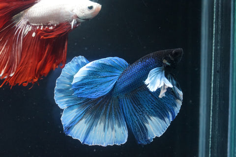 Blue Dumbo Big Elephant Ear Fancy Over Halfmoon Big Fan Tail - High Quality Live Aquarium Male Betta Fish