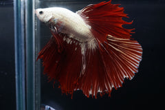 Red Tail Dragon Scale Fancy Over Halfmoon Big Fan Tail - High Quality Live Aquarium Male Betta Fish