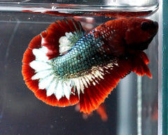 Breeding Pair Betta - #1 Red Fancy Hell Boy Star Tail - High Quality Live Aquarium Betta Fish