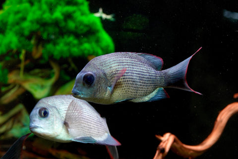 * RARE * Menarambo (Paretroplus menarambo) Madagascar Cichlids Captive Breed (Wild Extinct)