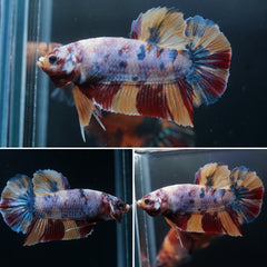 REAL GIANT Candy Nemo Multi Color Koi Betta Plakat Tail - High Quality Live Aquarium Male Betta Fish