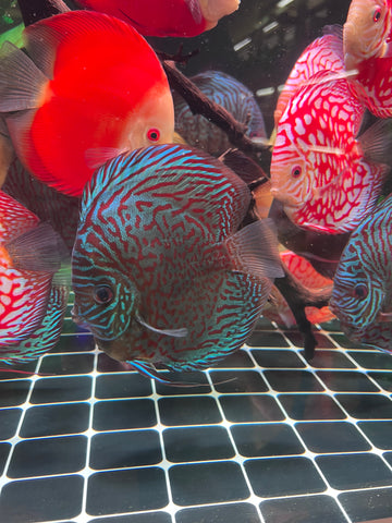 High Body “Heart Shape” Red Tiger Discus size 5-6” Premium Grade Discus