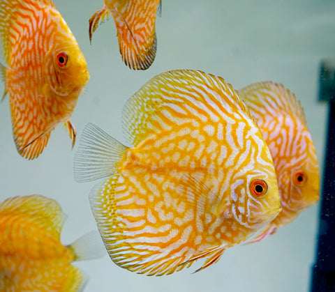 Yellow Pigeon Discus Size 3.5"-4"