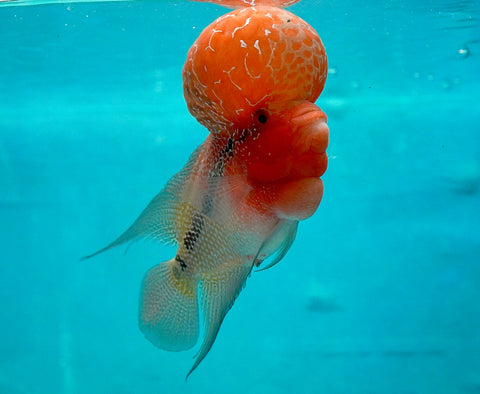 #1 Super Red Dragon Flowerhorn (Super Big Hump Head)