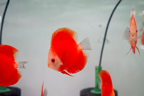 Red Melon Discus Fish 3.5"