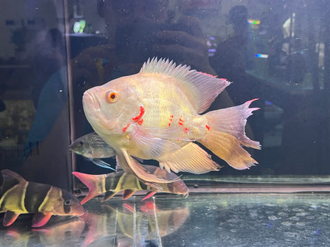 Super Short Body White Oscar Longfin Size Large 9”-10” Tail Included