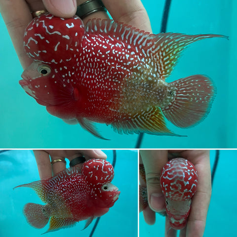 New Arrival #8 Two Tones Super Red Dragon Male Flowerhorn (SRD 2 tones color)