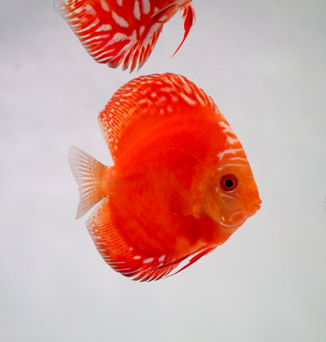 Red Panda Discus Fish 4”-4.5" High Quality Discus