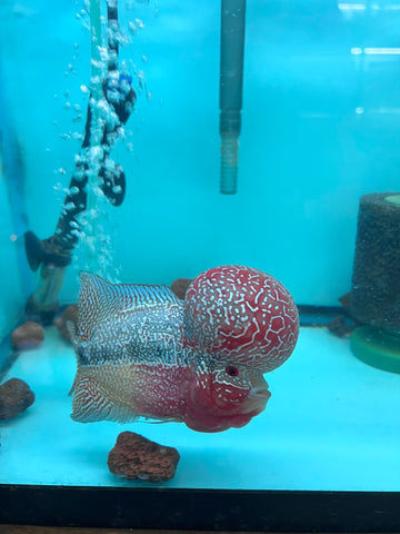 VIP Flowerhorn Red Base Super Pearl Kamfa F3 Hybrid size 6” Premium Collection Grade (High-End Flowerhorn)