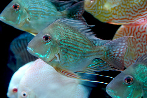 Geophagus Sveni Short Body Size 5”