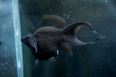 Breeding Size Black Balloon Molly