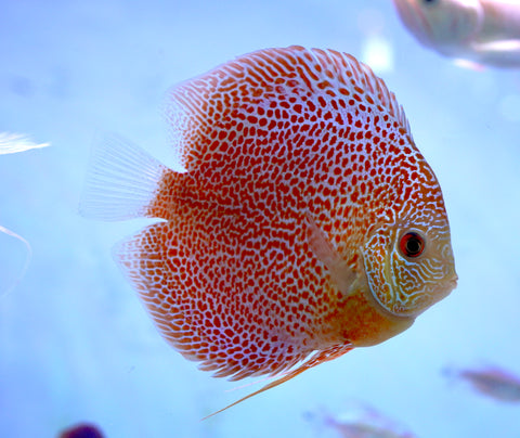 Leopard “Panthera” High Body Discus size 4.5” Premium Grade Discus