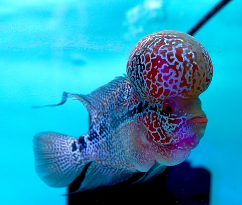 #2 Super Red Dragon Flowerhorn (Super Big Hump Head)