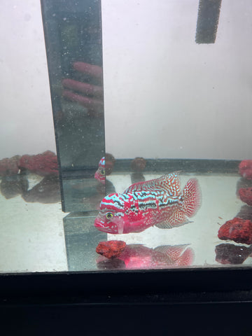 VIP Red King Kamfa Flowerhorn size 4” Premium VIP Collection Grade (High-End Flowerhorn)