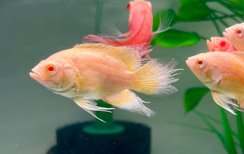 (Limited) Long Fin Lemon Oscar size 4”
