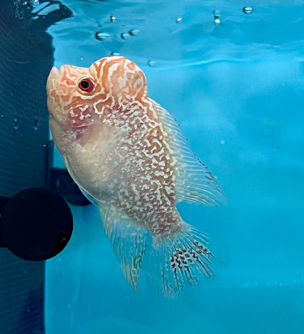 New Arrival #4 Golden Base Kamfa Male Flowerhorn (Mini Size 2.5”) Potential Small Kamfa